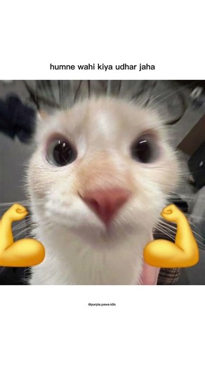 mehangai on top #viral #cat #aestheic #funny #funnycat #memes #catmeme
