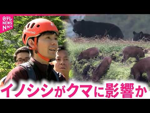 【クマ】マタギの子孫が見る熊の生態 イノシシとの関係は　秋田　NNNセレクション
