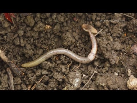 Invasive Asian jumping worm makes its way to Colorado