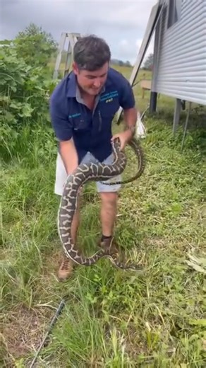 Snake eats pet cat… (Watch till the end for full explanation) Giffo headed out to move this big Python that had unfortunately eaten a pet cat! This is a tragedy we encounter from time to time. The hungry Python is obviously only acting on instinct when a small mammal walks past. Just another reminder to please keep an eye on your pets and keep them in snake proof areas/enclosures where possible. | Sunshine Coast Snake Catchers 24/7