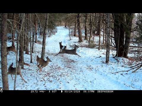 Browning Trail Cameras - Red Fox Startles Deer