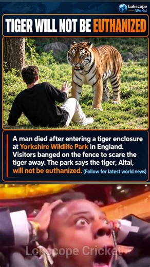 Tiger Altai Will NOT Be Euthanized After Fatal Attack at UK Wildlife Park