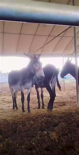 Funniest Donkey Ever Donkey Training the fun way 23