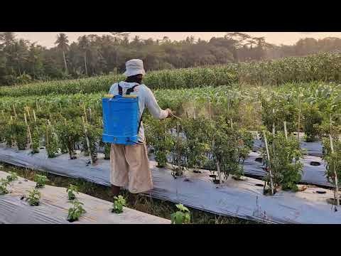 SATISFYING PESTICIDE SPRAYING PROCESS ON CURLY CHILI PLANTS! - Agriculture farming
