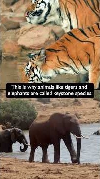 How poaching affects entire forests