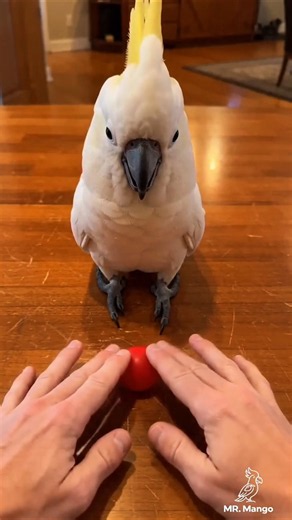 Things You Didn't Know About Parrots 🦜🐦