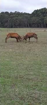 Two Big Red Deer Stags Locking Antlers || ViralHog