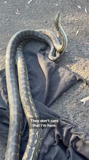 ‘That’s how toey they are’: Catcher removes frisky snakes from QLD home