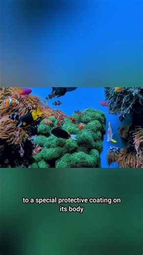 🐠 Clownfish Facts | The Colorful Fish That Lives With Sea Anemones#Clownfish #FishFacts