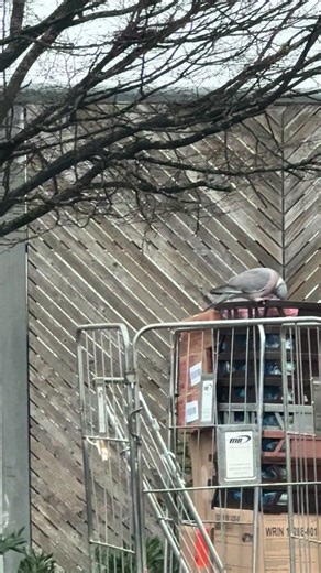 McDonald's Mismanagement at Hayes Lombardy Park