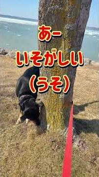 【国際結婚】オカンのずぼら春休み「あー、いそがしい」 #海外在住ママ #アメリカ在住 #国際結婚 #散歩 #春休み