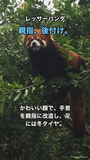 レッサーパンダ、親指は後付け。 #Shorts