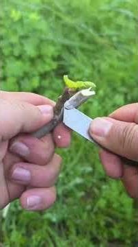 How to Graft Fig Tree with Active Woody Bud | Easy Fig Bud Grafting Technique 🌱🍃