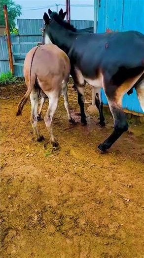 Funniest Donkey Ever Donkey Training the fun way 92