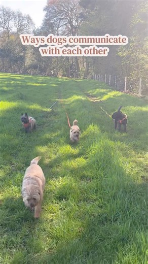 How Dogs Communicate with Each Other