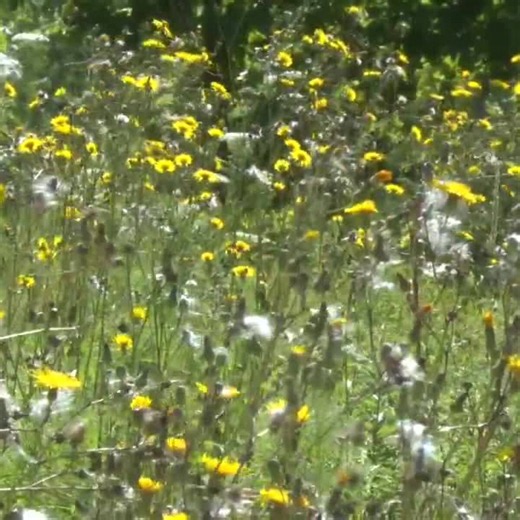 Ottawa County voters to decide parks millage renewal in Tuesday election