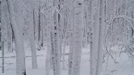 Snow in the spring forest. Sudden snowfall in spring. Changeable weather. Sharp cold snap. Changing of the climate.