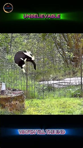 Why Is This Goat Called the REAL GOAT?