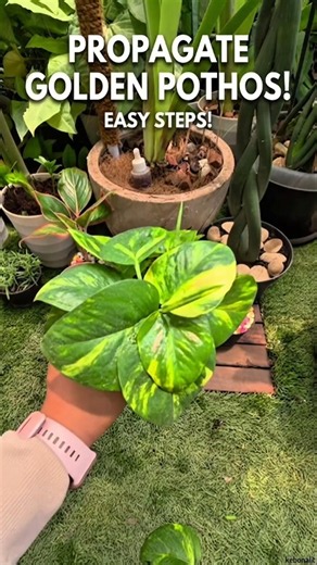 From a Single Vine to a Stunning Plant Makeover! 🌱✨ #shorts #fyp