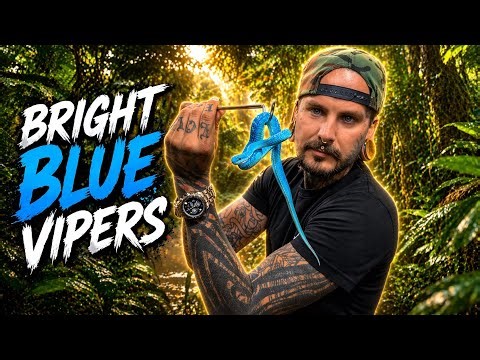 RARE BLUE VIPERS get an UPGRADE 🔥