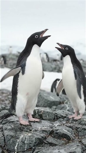 Adélie Penguin