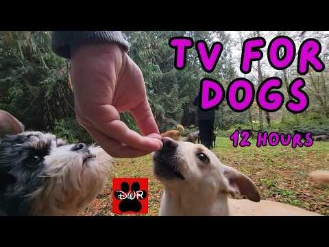 DOG TV 12 Hours 🐕 Adventures for Dogs | Keeps Dogs Calm & Entertained