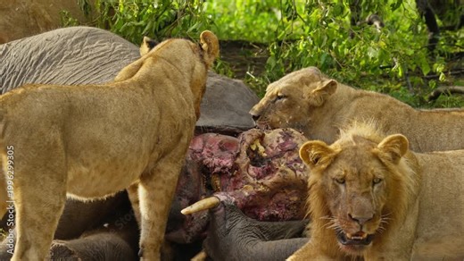 Lion pride devouring an elephant carcass in wild savanna of Africa with young male lion looking directly into camera while lionesses eat prey in slow motion