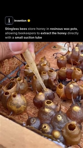 Stingless Bee Honey 🍯