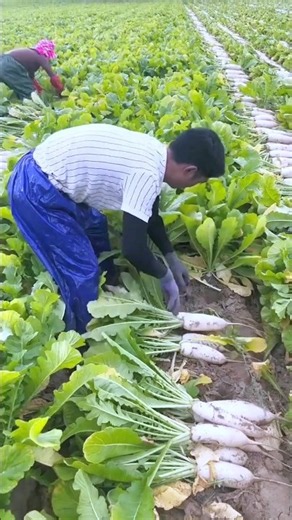 Fresh radish harvest from Farm by Rural Farmer | Amazing vegetable #radish