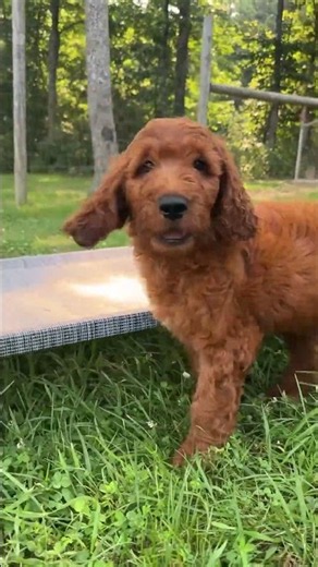 Inquisitive Irish Doodle Puppies
