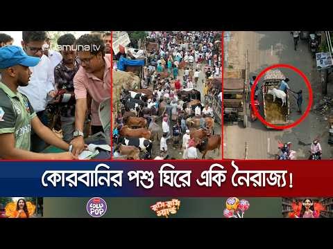 পশুর হাটে একদিনেই শত কোটি টাকা লুট; পথে পথেও চলছে চাঁদাবাজি | Journey By Cattle Truck | Jamuna TV