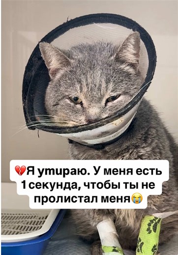 💔Меня зовут Том. И я ymupaю. У меня есть 1 секунда, чтобы ты не пролистал меня😭 ♿️Я приехал в фонд «Леона» из Дагестана. Когда я еще был бездомным котиком, я заболел калицивирозом и микоплазмозом. Без лечения болезнь переросла в хроническую форму😰 🆘2 дня назад мне стало плохо. Врачи говорят, что развивается сепсис (заражение крови) и почечная недостаточность❌ 😢Мне сказали, что это смеrteльно. Но вдруг я смогу еще немного пожить? Я никогда уже не буду домашним… Но вдруг я еще смогу полежать 
