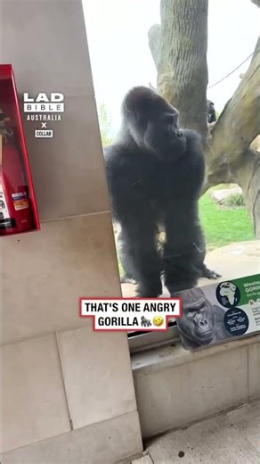 Gorilla Tries To Attack 💥🦍
