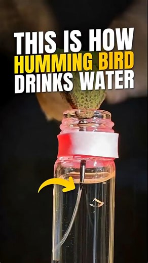 HOW HUMMINGBIRDS ACTUALLY DRINK WATER | YOUR FACTS BUNNY #hummingbird #birds #birdsounds #viral #yfb