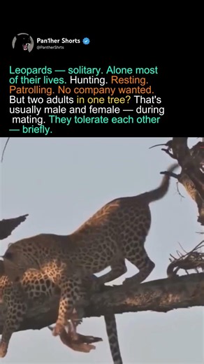 Two Leopards in One Tree — Solitary Cats Tolerate Each Other Briefly for Mating