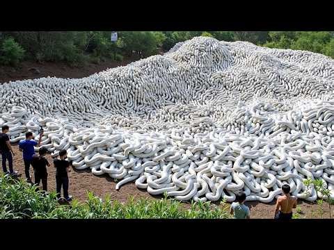 ভাগ্য খুব বেশি ভালো হলে এমন জিনিস চোখে পড়ে ! ভিডিওটা দেখলেই বুঝবেন…