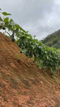 JUST ONE PLANT AND SO MUCH BOUNTY! #farm #agribusiness #harvest #viral