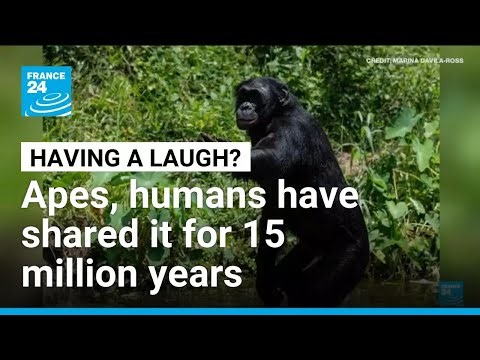 Humans and apes have shared a laugh for 15 million years, says study • FRANCE 24 English