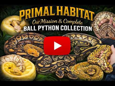 Primal Habitat: Our Mission & Complete Ball Python Collection