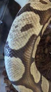 Educating on Gravid Ball Pythons #reptiles #ballpythonbreeder