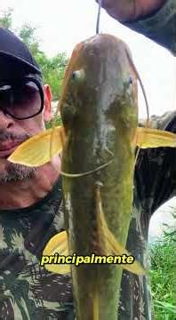 PEIXES PARA PESCAR EM AGOSTO #pescaria #pesca #peixesamazonicos #peixe #iscas #fish #pescaesportiva