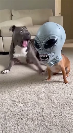Big Dog Wakes Up to an ALIEN… and Completely Loses It 😂👽