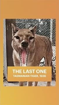 The last Tasmanian tiger didn’t vanish quietly… it paced.