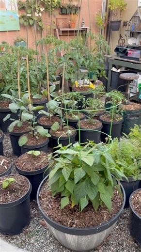 Spring Small Kitchen Garden Update | Container Vegetable Gardening