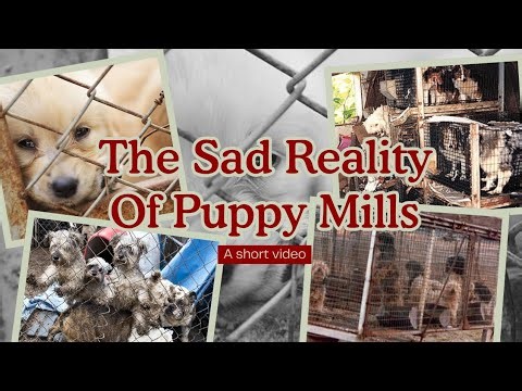 Puppy Mills (a short video)