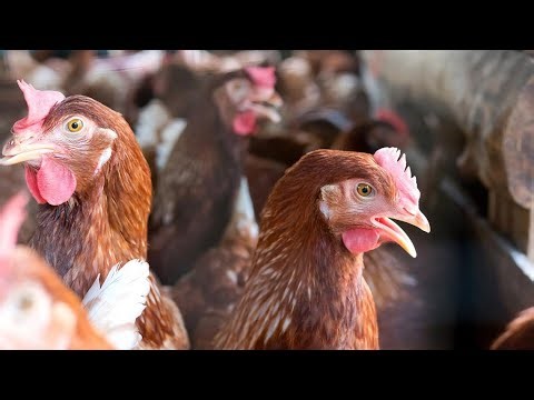 Tractor-trailer carrying chickens crashes in Smith County, Texas