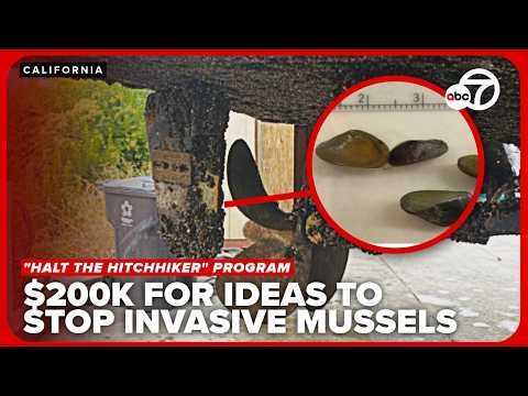 Bureau of Reclamation offering up to $200K for ideas to stop invasive mussels