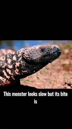This Lizard Has a Venomous Bite! 🦎☠️ Gila Monster #gilamonster #wildlife #Shorts