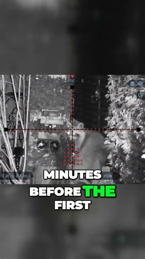 Dealing with backyard Skunks