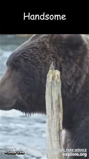 Explore.Org~Handsome~10-22-26 #wildlife #nature #river #bear #beautiful #wildanimals #fish #bears